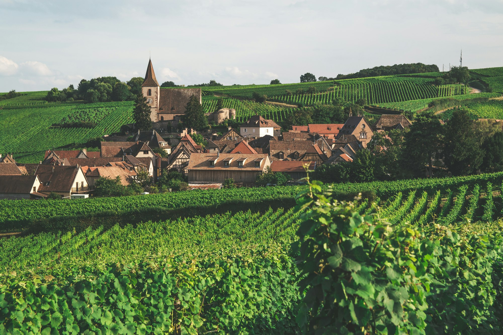 Village alsacien entouré de champs et de vignes
